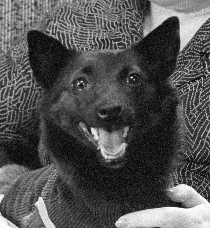 chernushka-soviet-dog.jpg